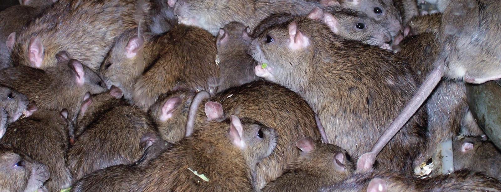 Mouse plague. Photographer: Pestbrigade. Licensed (Creative Commons Attribution-Share Alike 4.0)