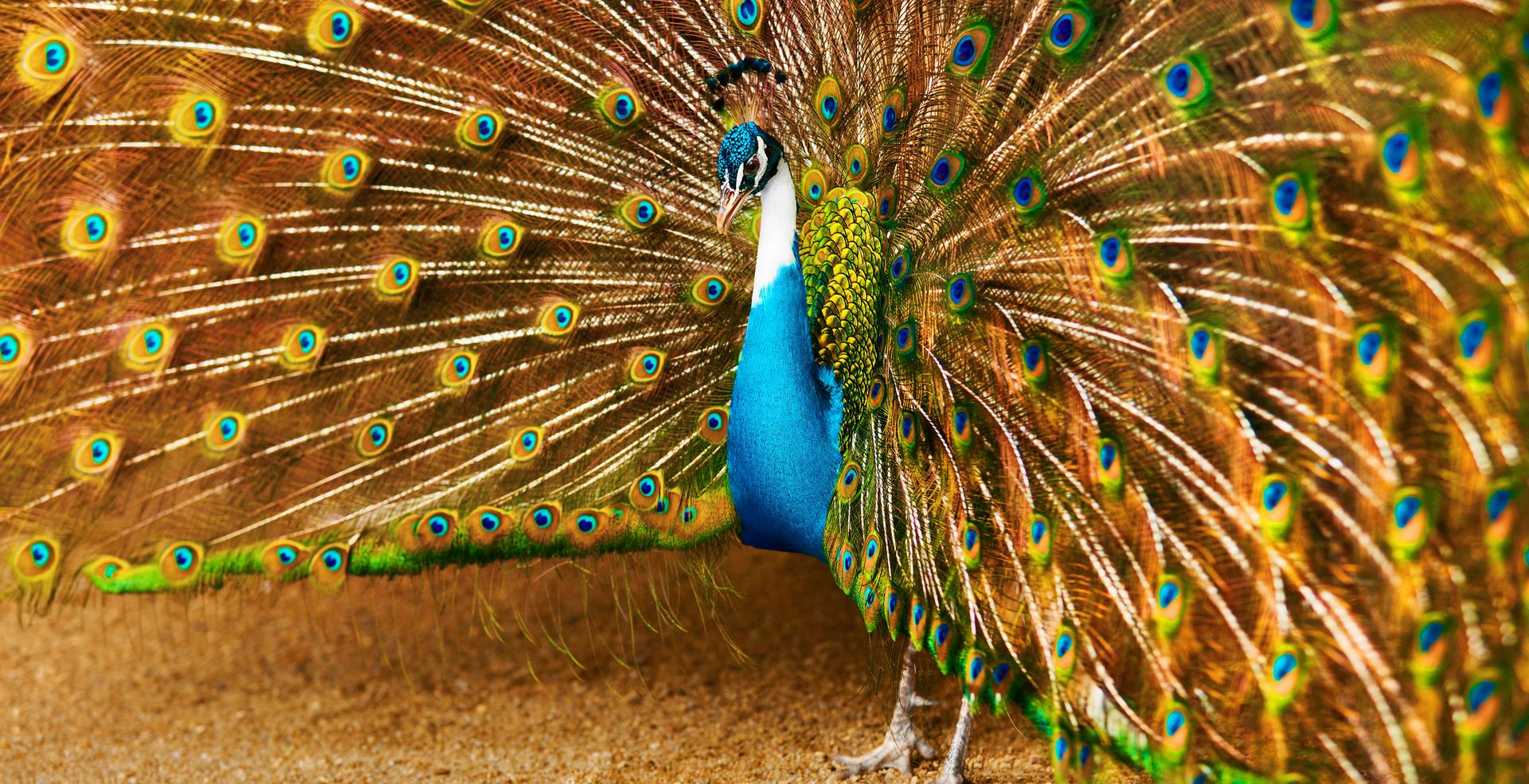 Peacock