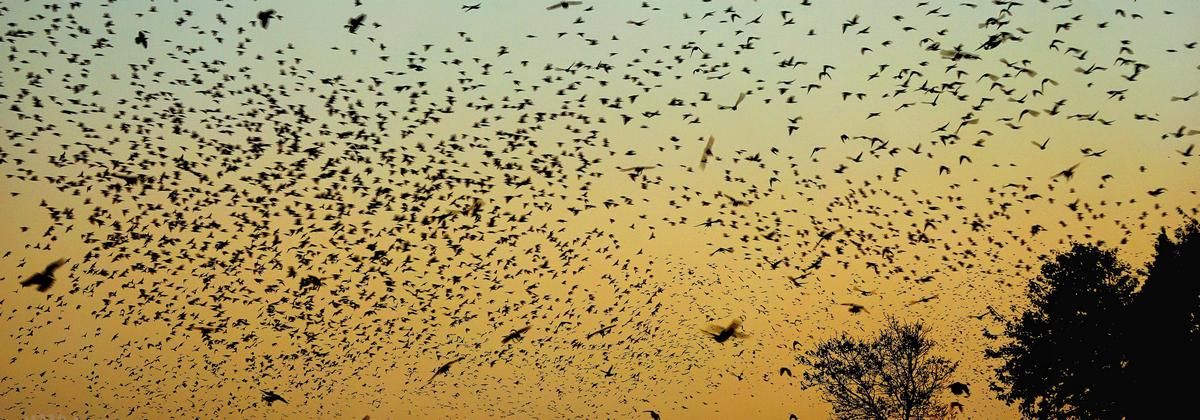 birds in flight