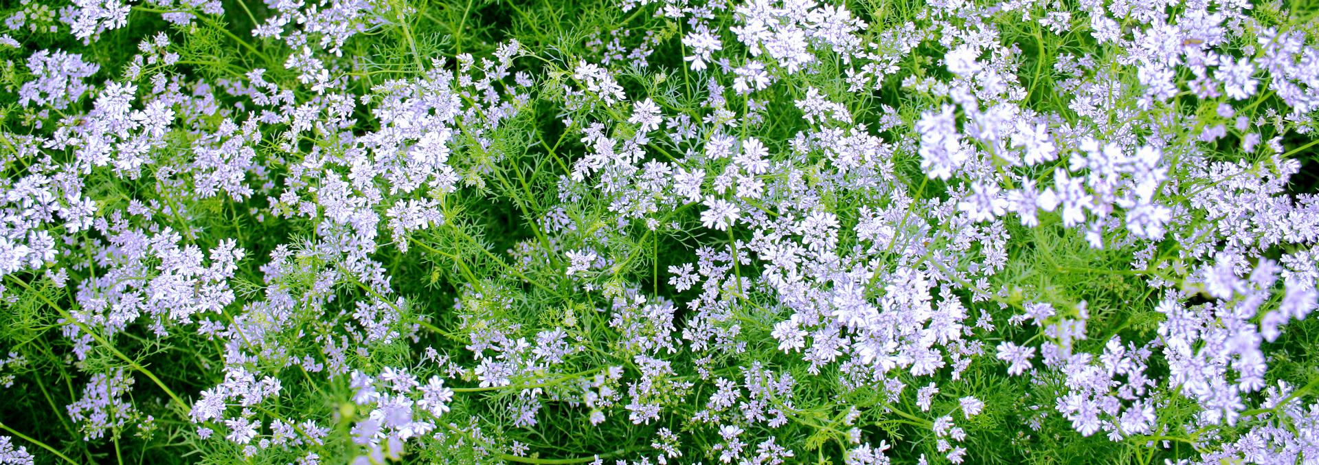 coriander flowers