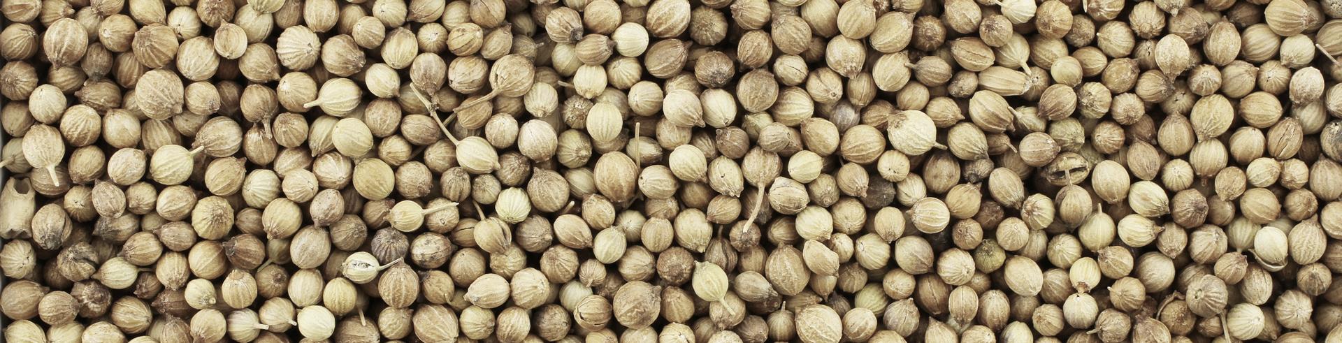 coriander seeds