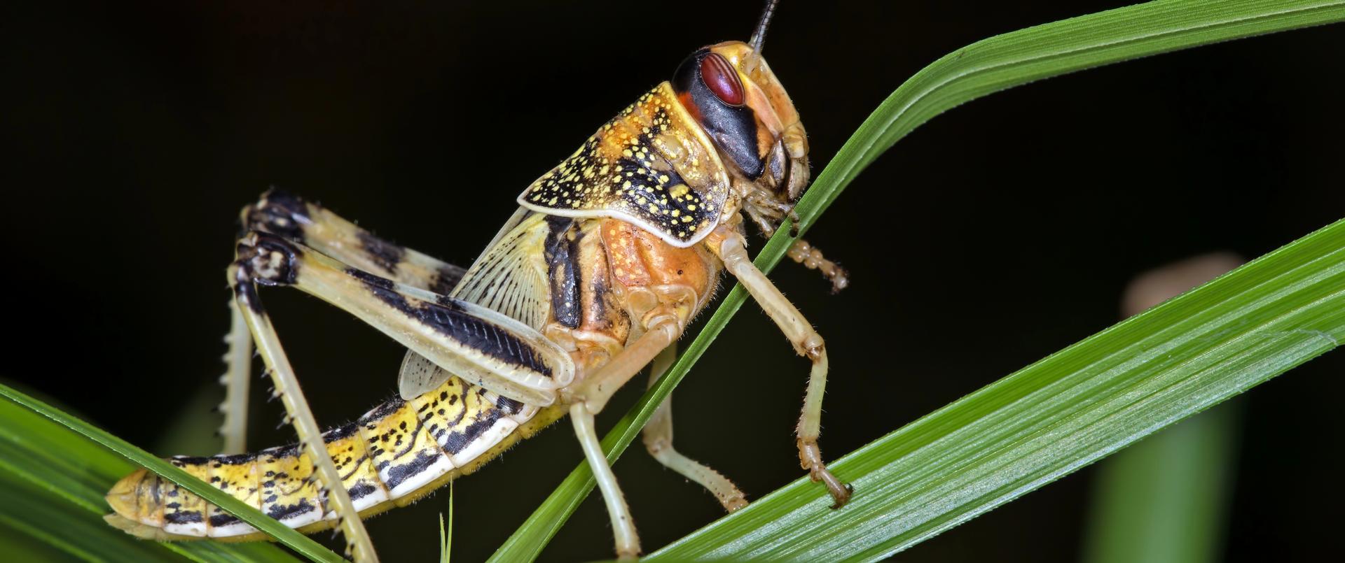 Desert Locust (Schistocerca Gregaria). Photographer: Dave Hunt Photo. Licensed.